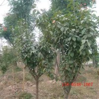晚樱苗木/樱花苗木15公分20公分高杆樱花