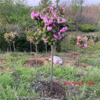 基地直供樱花苗木 10公分12公分高杆樱花树