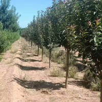 观赏绿化美国红枫12公分-15公分-18公分观赏树