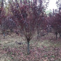12公分紫叶李 带土球发货  20公分紫叶李规格全