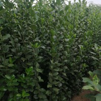 基地1.2、1.5、1.8米北海道黄杨小苗 成活率高