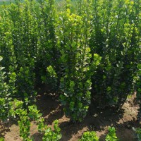 60公分北海道黄杨价格80、1米北海道黄杨