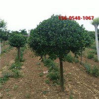 北方绿化苗木 工程苗木 2米高杆卫矛球苗木规格全