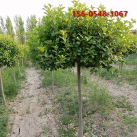 1米高杆卫矛1.5、1.8米高杆卫矛规格齐全