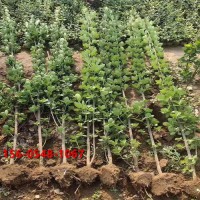 1米-5米北海道黄杨 树形优美 长势好 规格全