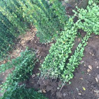 丛生北海道黄杨 1.5米北海道黄杨  价格优惠