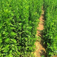 2米北海道黄杨 规格齐全 2.2米北海道黄杨价格优惠