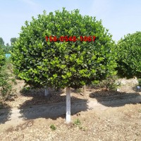 基地出售卫矛球 成活率高 2.5、3米高杆卫矛球