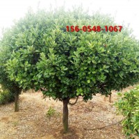 1.5米、1.8米高杆卫矛 2.5米高杆卫矛规格全