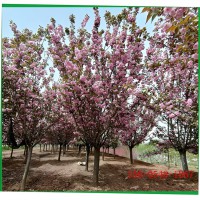 供应12公分、15公分高杆樱花树18、 20公分高杆樱花树