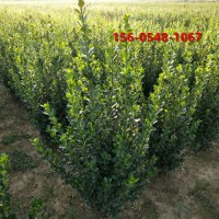 苗圃出售 1-1.2米北海道黄杨 果树苗木 工程绿化苗