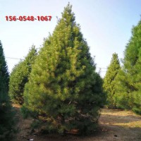 苗木基地1.2米、.2米、1.5米、1.8米白皮松