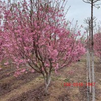 出售灌木 绿化苗 苗基地 高杆樱花树 成活率高