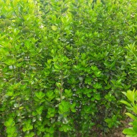 大量供应北海道黄杨杯苗  绿化植物绿 篱苗篱笆苗