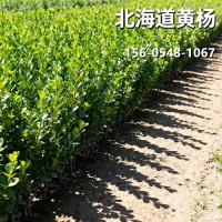 产地直供大叶黄杨小苗 绿化植物绿 篱苗篱笆苗