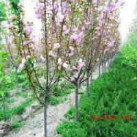出售晚樱苗木10、1.2、1.5、1.8米高杆樱花树