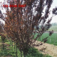 出售紫叶李苗木 红叶李苗木 15公分、18公分紫叶李