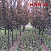 供应15、18公分紫叶李 带土球发货 规格齐全