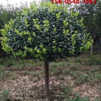 供应高杆卫矛价格优惠2米、2.5米高杆卫矛球苗木