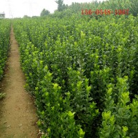 1米北海道黄杨价格优惠 1.5米1.8米大叶黄杨杯苗