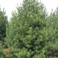 1米白皮松带土球发货  1.5米1.8米白皮松苗木